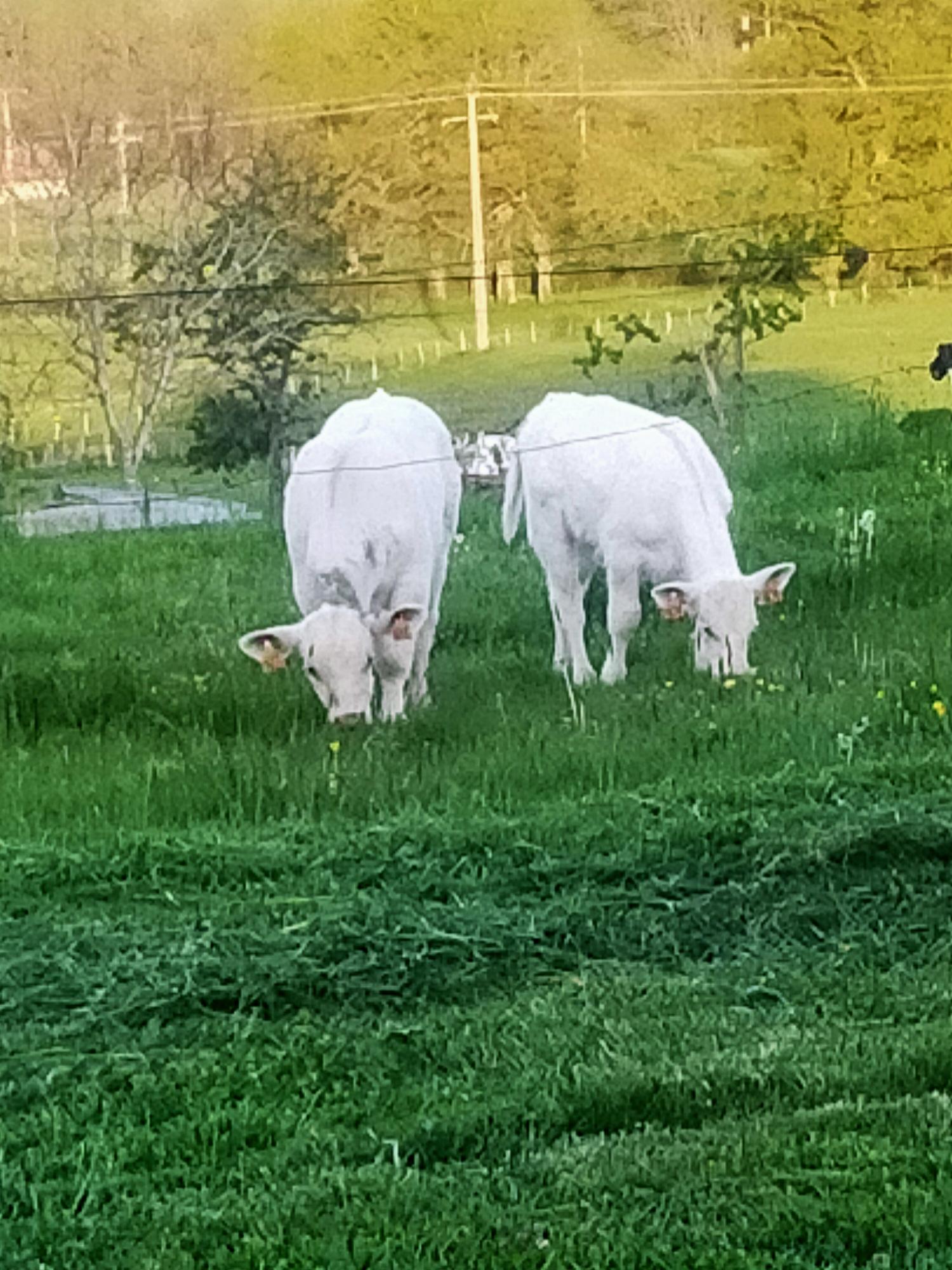 Vaches charolaises